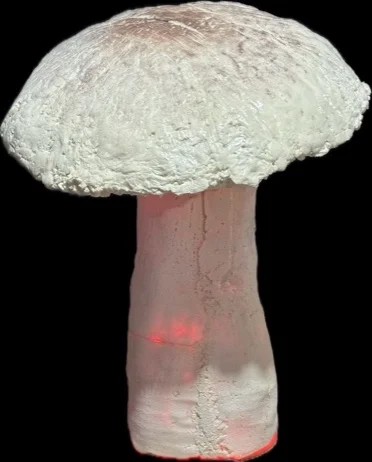 Shroom D